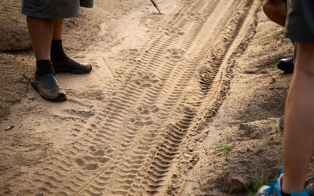 Tracking Training Leopard Tracks