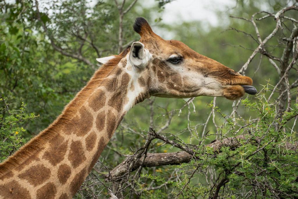 Giraffe Eating