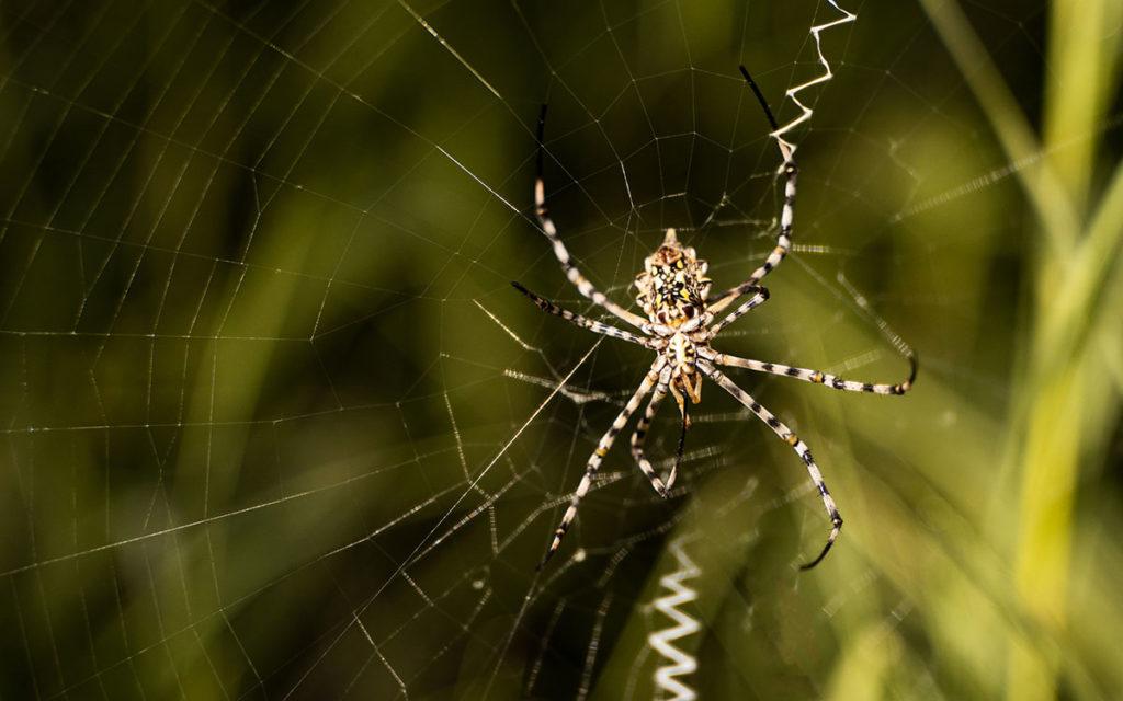 Bush South Africa Spiders