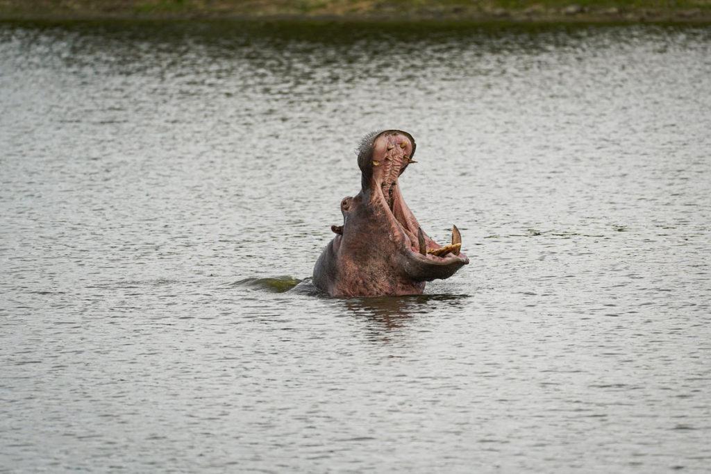 Hippo Karongwe Game Reserve South Africa