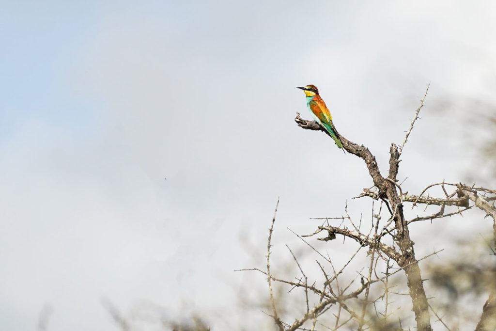 European Bee Eater South Africa