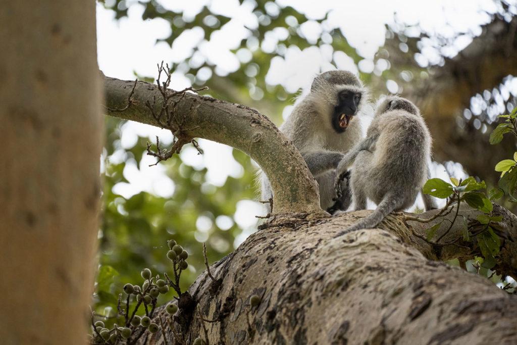 Southern Vervet Monkey
