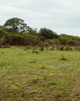 Hluhluwe-iMfolozi Park in South Africa walking safari with rhinos