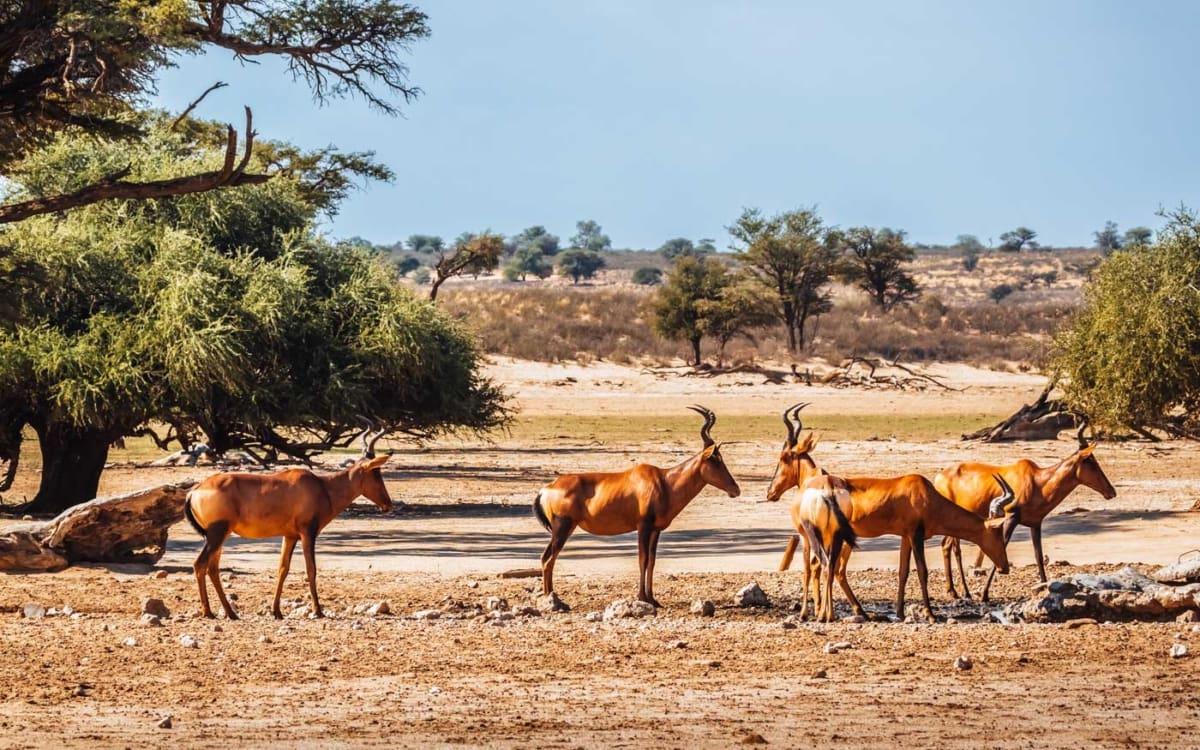 Red Hartebeest in Kgalagadi Transfrontier Park, South Africa
