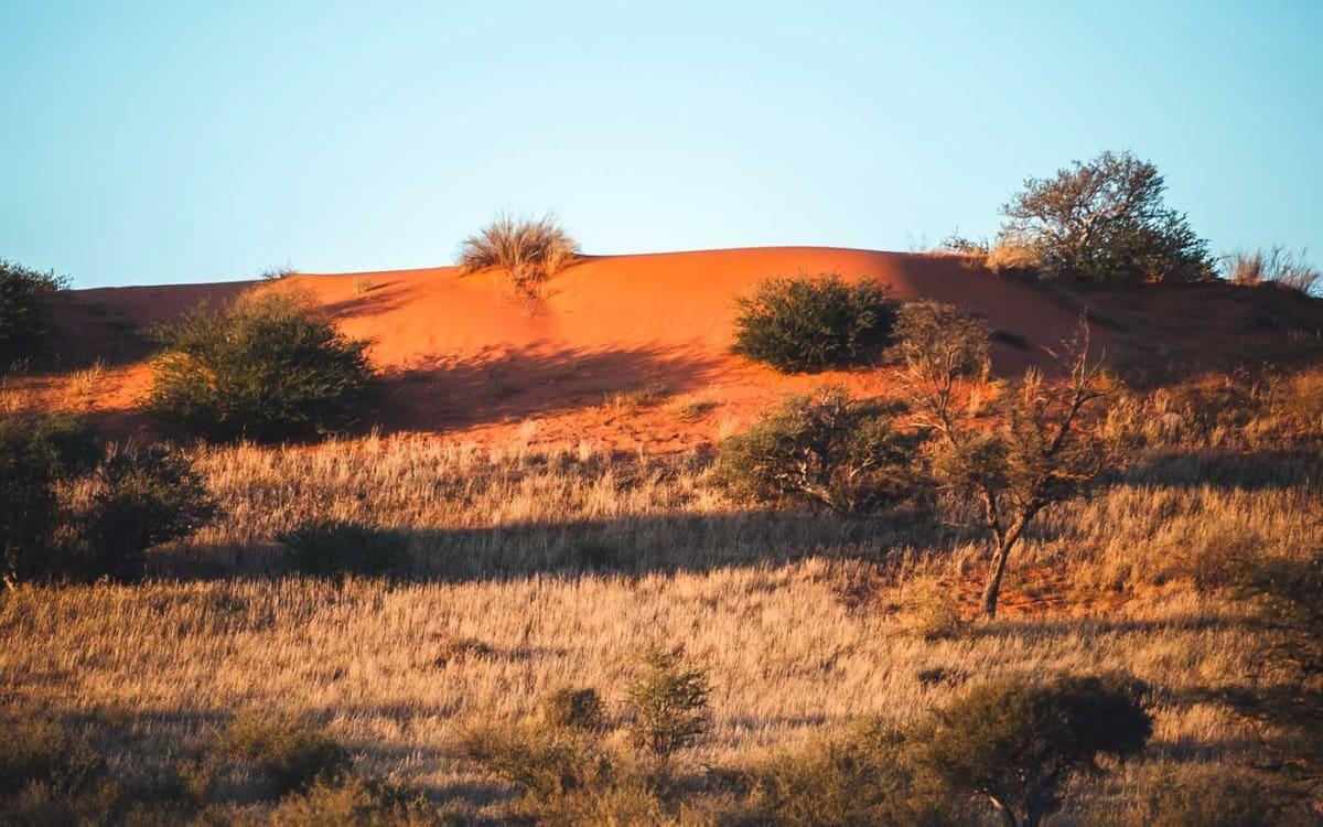 Kgalagadi Transfrontier Park, South Africa Kalahari Desert