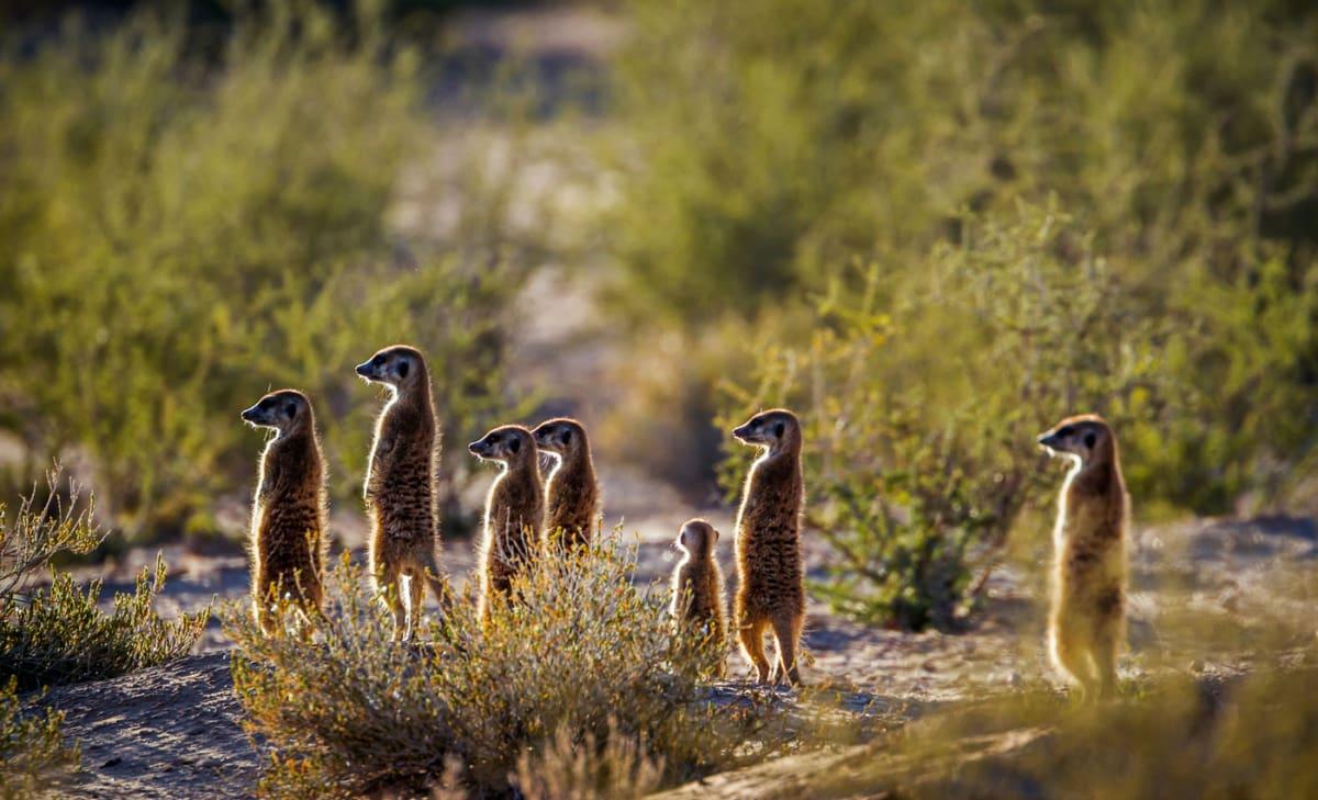 Meerkat in Kgalagadi Transfrontier National Park