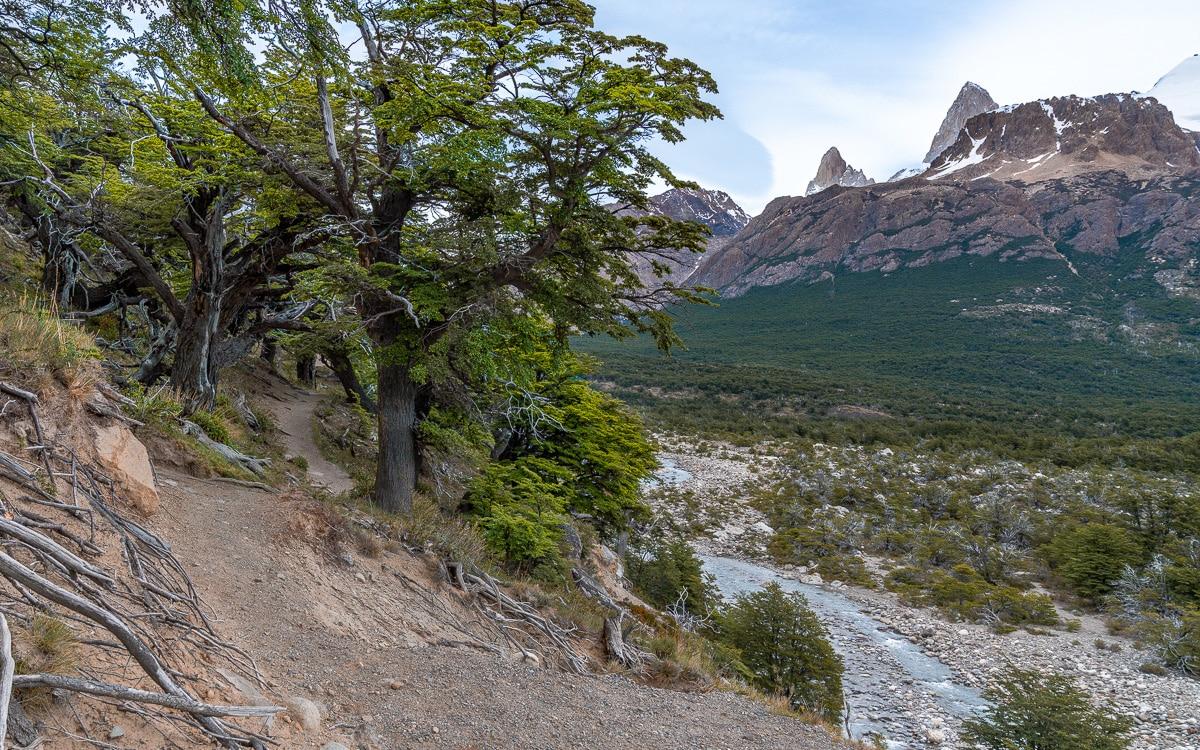 Oude bos, El Chaltén. Wandeling naar Laguna de los Tres