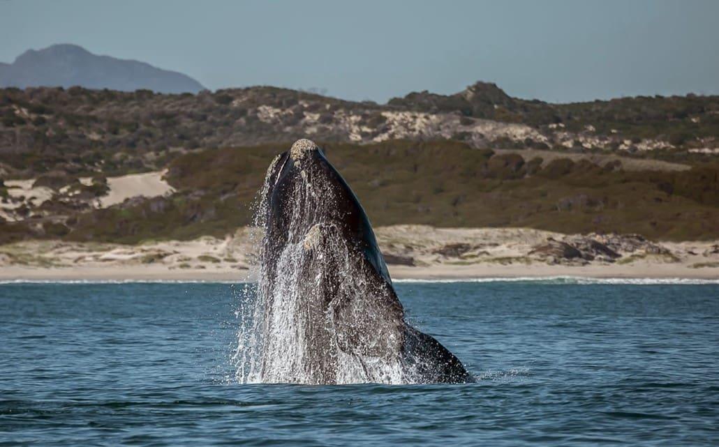 Whale watching in Walker Bay Nature Reserve in Hermanus, South Africa