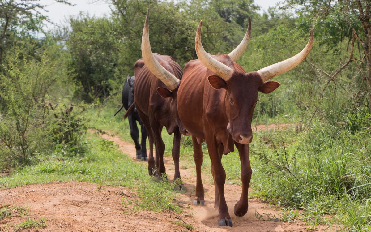 lake-mburo-to-entebbe-17