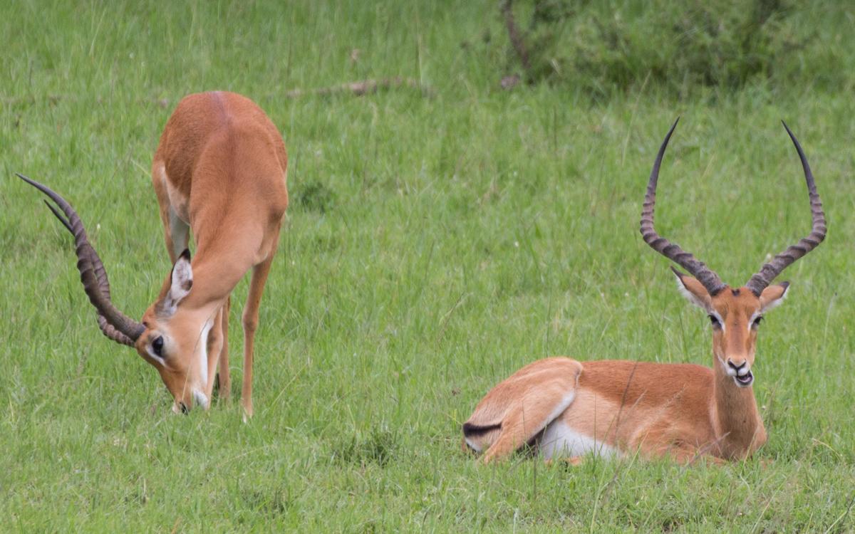 lake-mburo-34