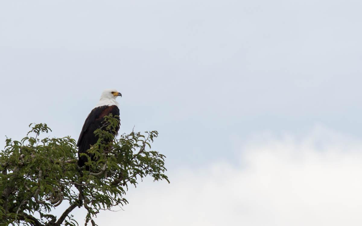 boat-tour-murchison-falls-african-eagle