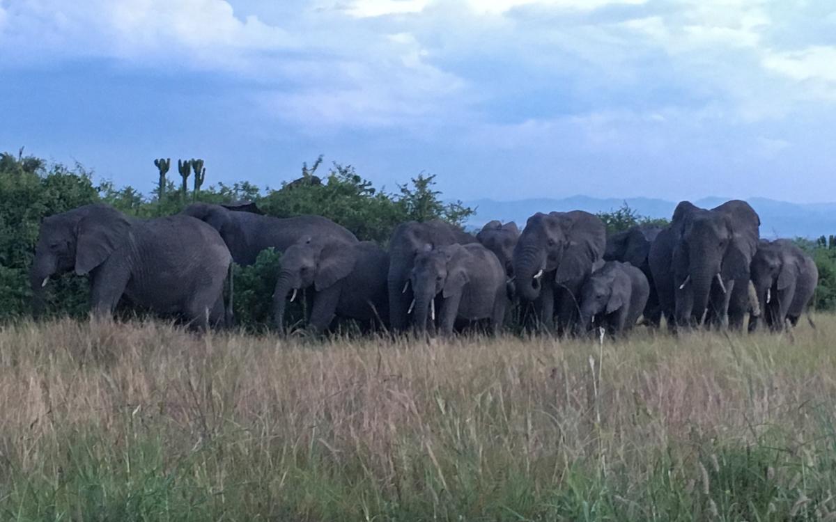 elephants-game-drive-queen-elizabeth-np
