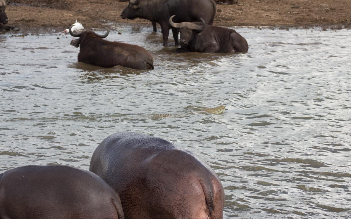 queen-elizabeth-np-buffalo-hippo-crocodile