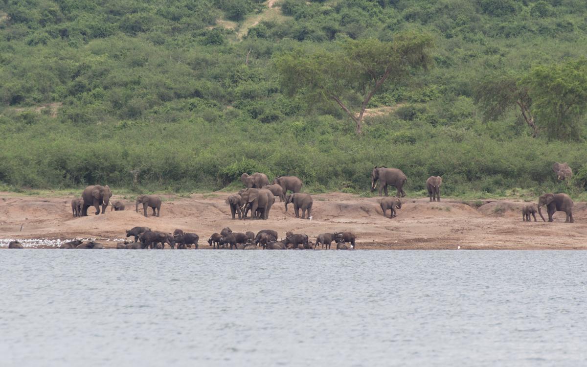 uganda-queen-elizabeth-np-kazinga-channel