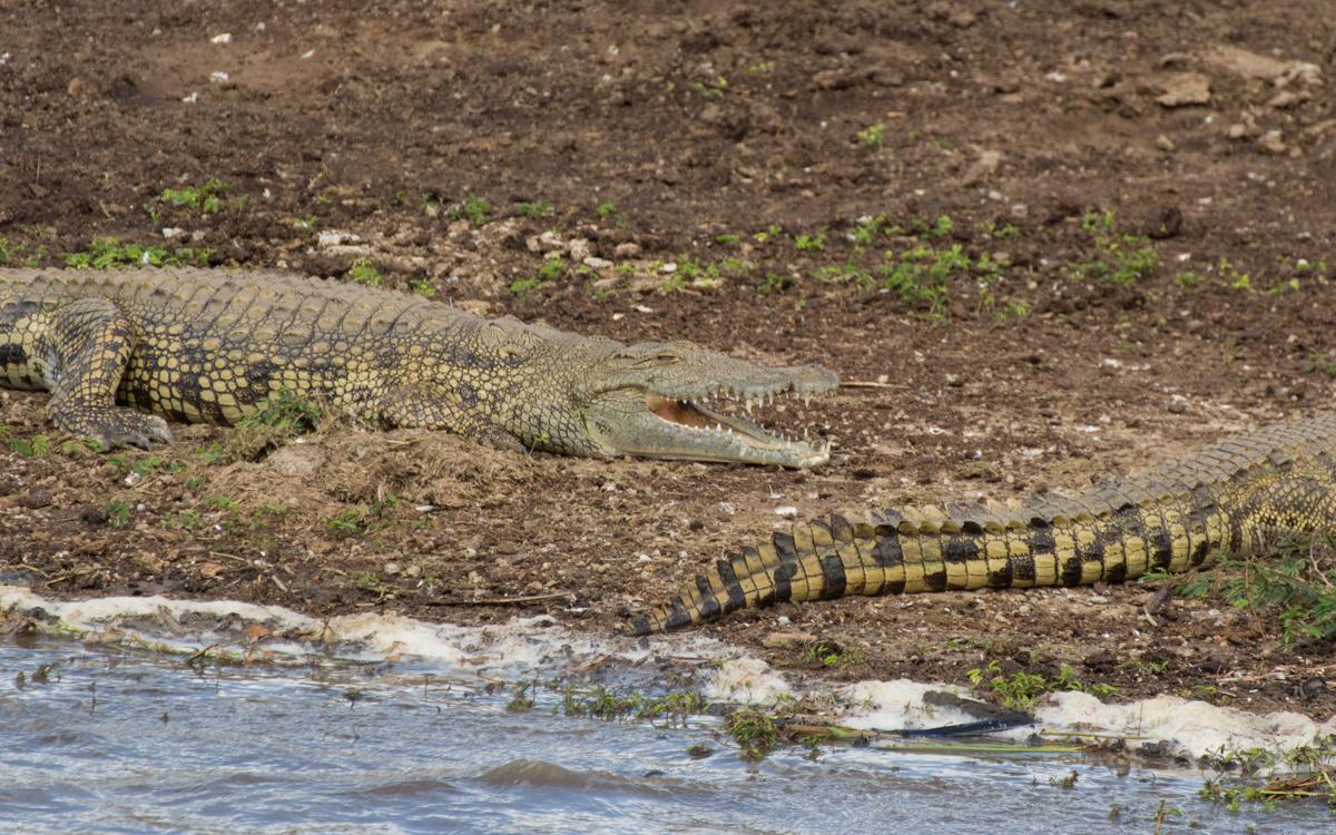 crocodiles-queen-elizabeth-np-kazinga-channel