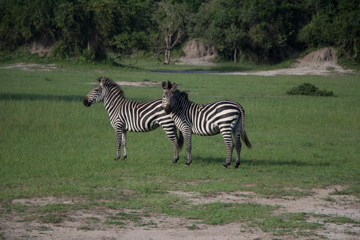 lake-mburo-safari-with-horse-86
