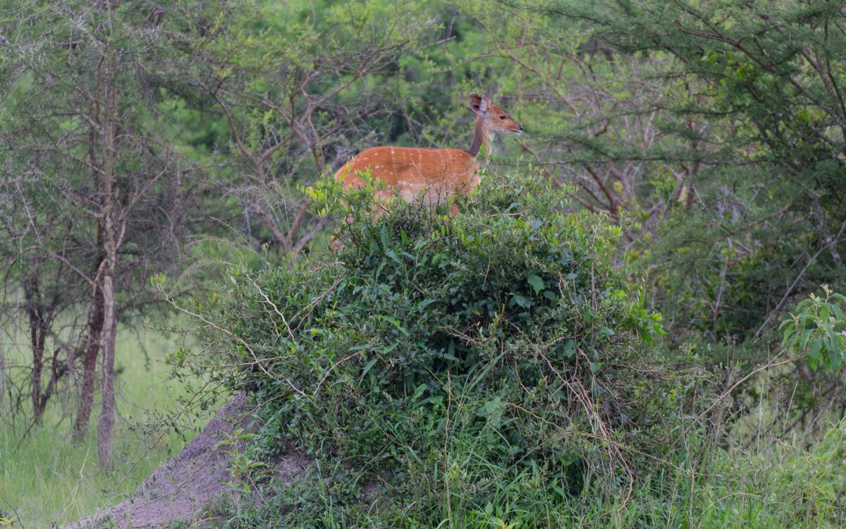 lake-mburo-46