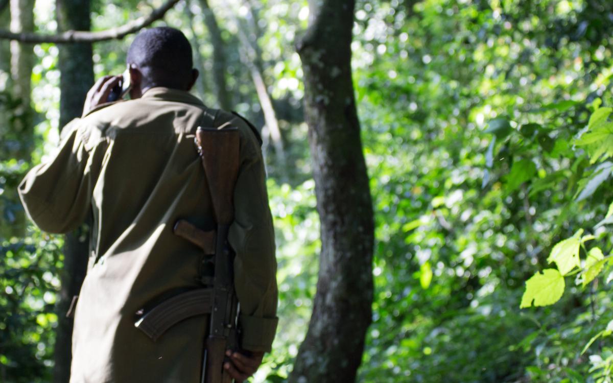 chimpanzee-tracking-kyambura-gorge-ranger