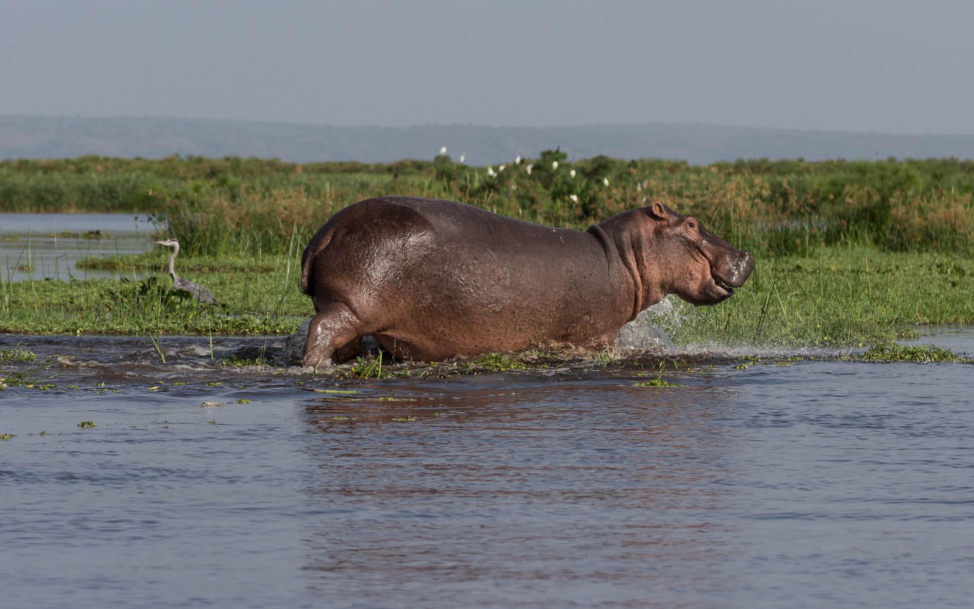 boat-tour-delta-murchison-falls-laughing-hippo