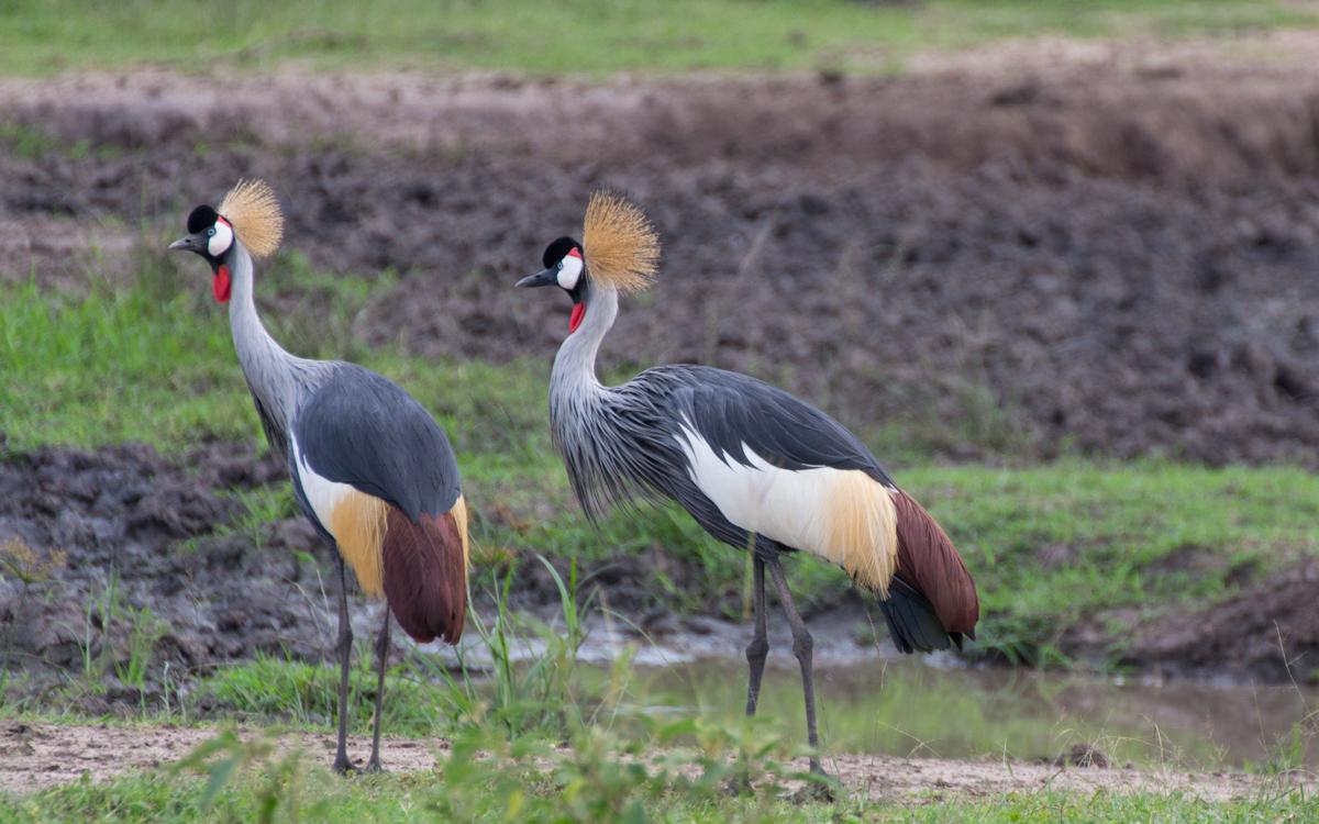 lake-mburo-55