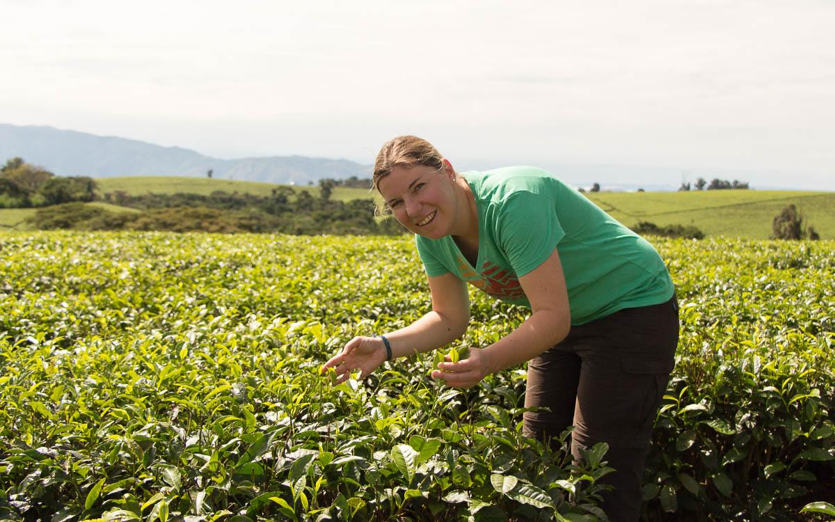 fort-portal-katrin-tea-field