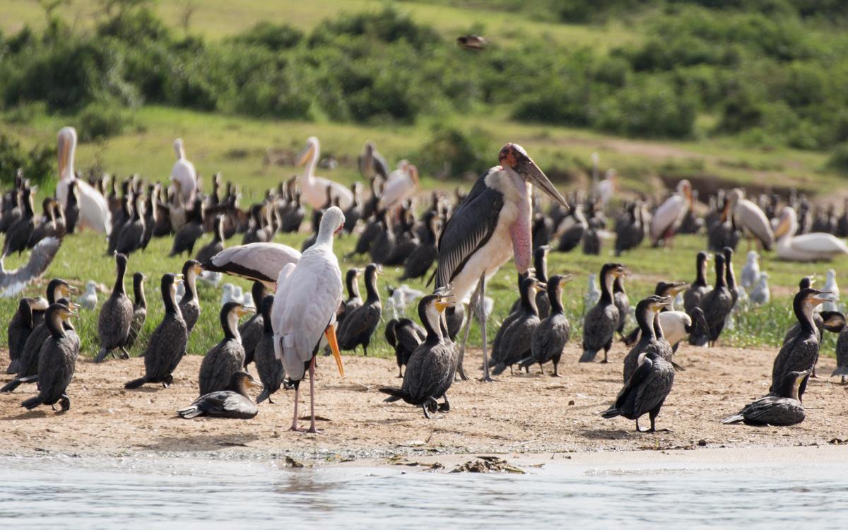 boat-tour-kazinga-channel-birds