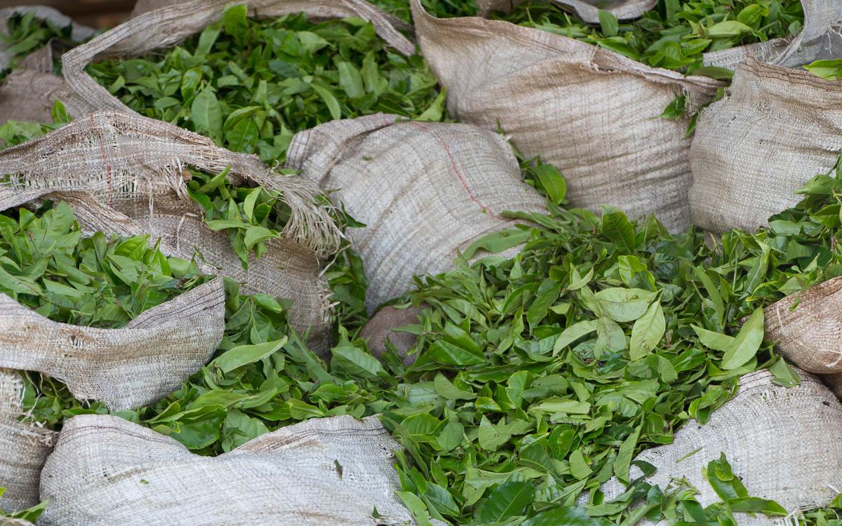 fort-portal-delivery-of-tea-leaves-tea-factory