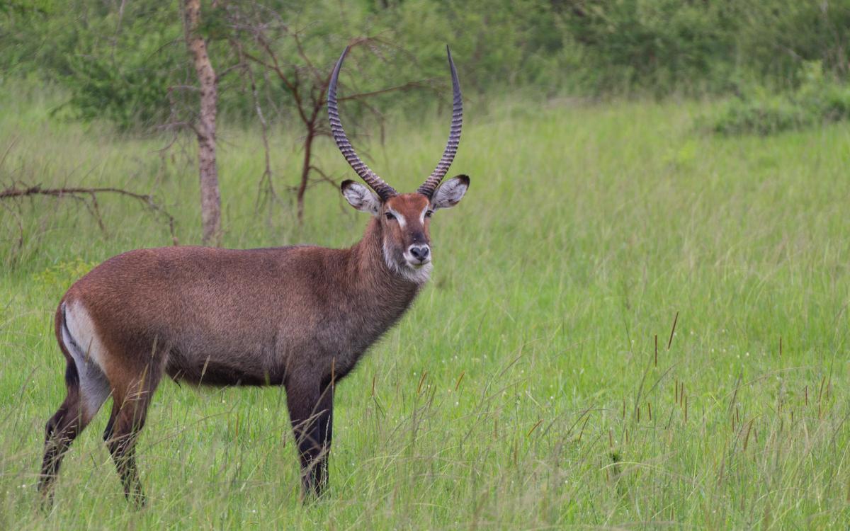 lake-mburo-49