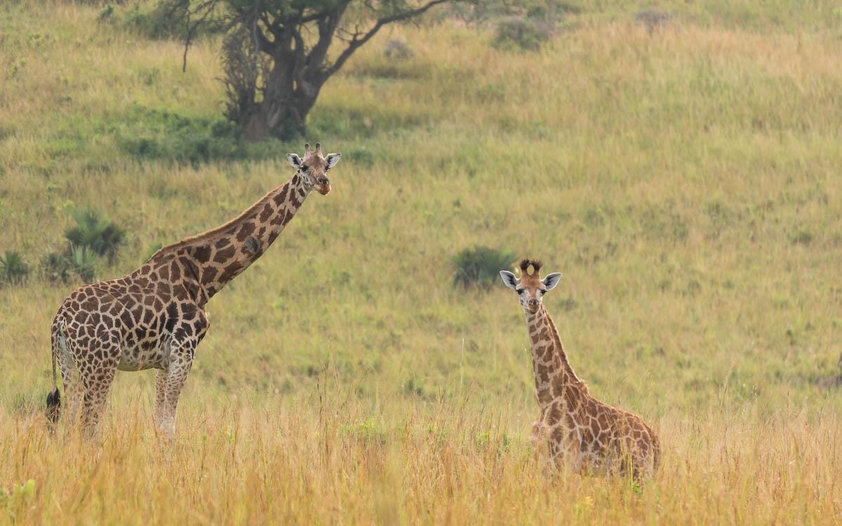 game-drive-murchison-falls-national-park-giraffes