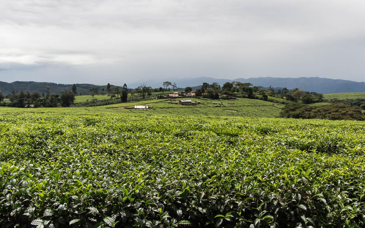 fort-portal-tea-plantations
