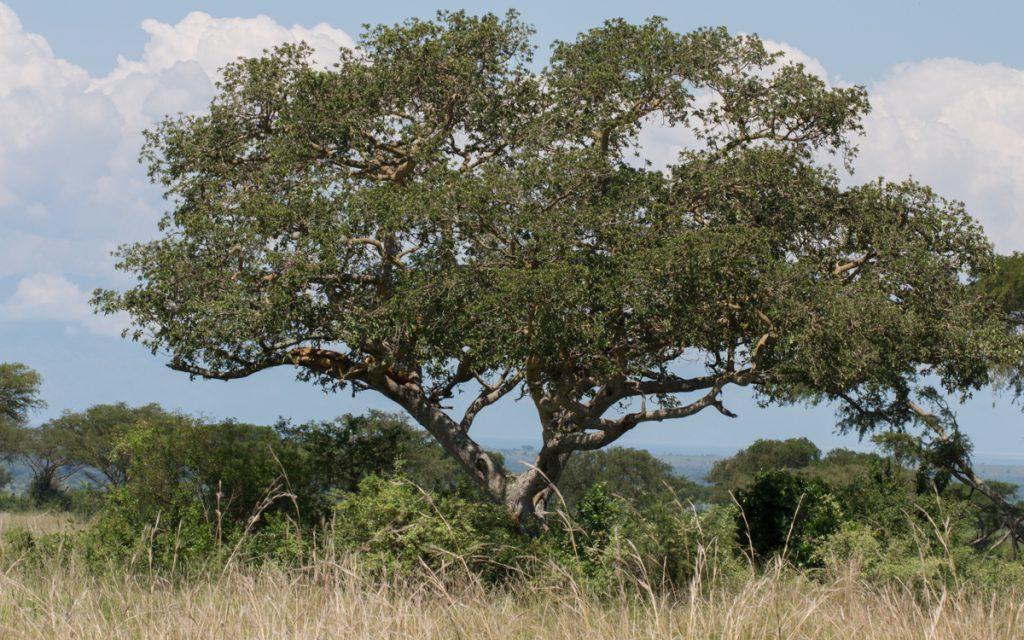 Lake Mburo National Park