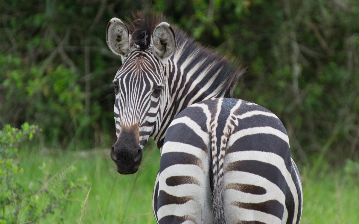 lake-mburo-40