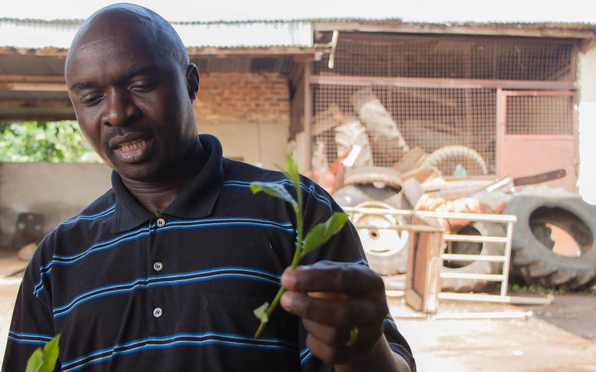 fort-portal-tea-factory-boss