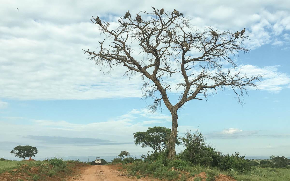 vultures-in-tree-at-murchison-falls-national-park