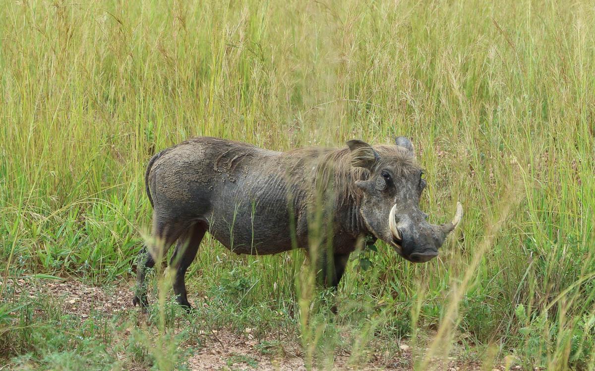warthog-game-drive-murchison-falls-national-park