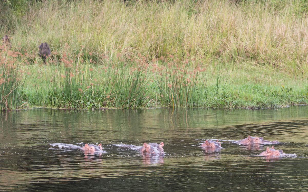 boat-tour-murchison-falls-hippos-observe