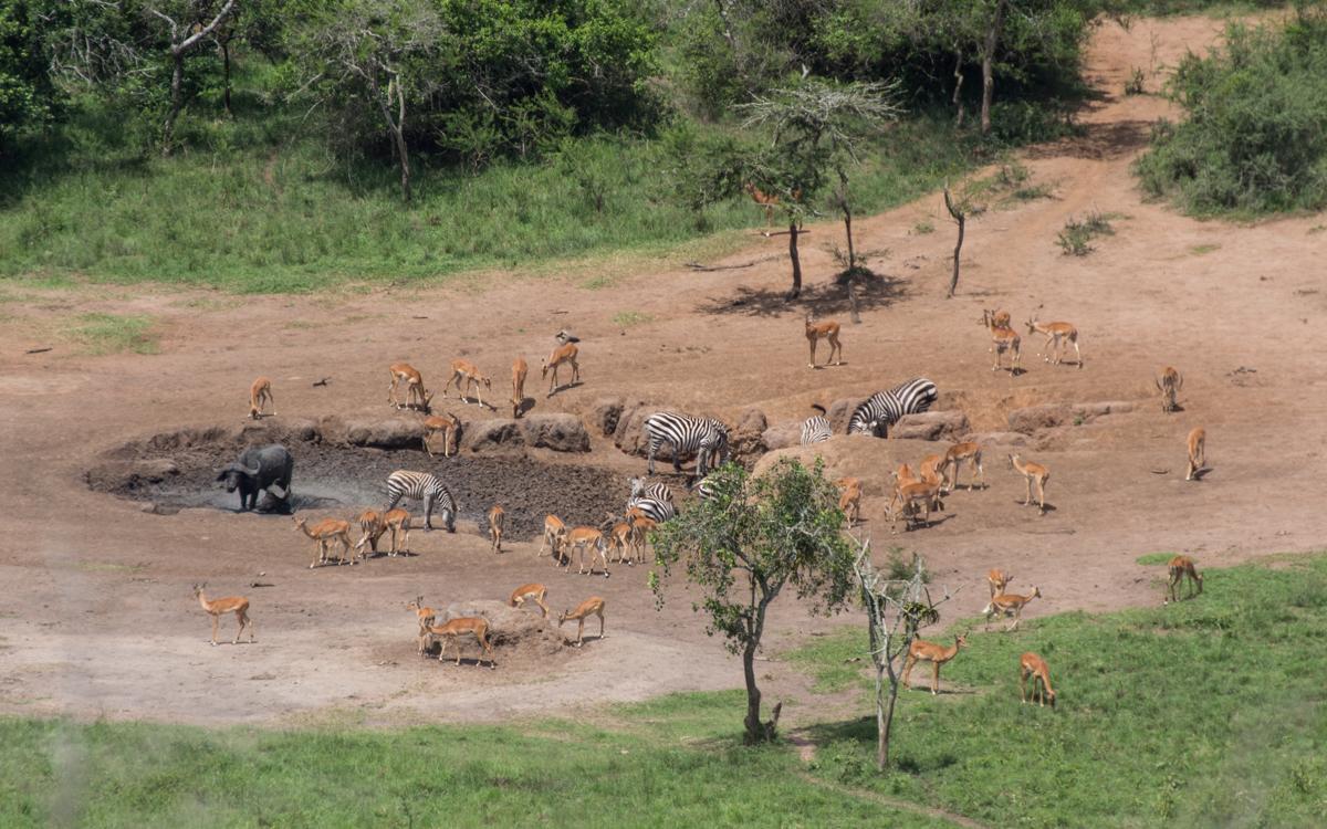 lake-mburo-13