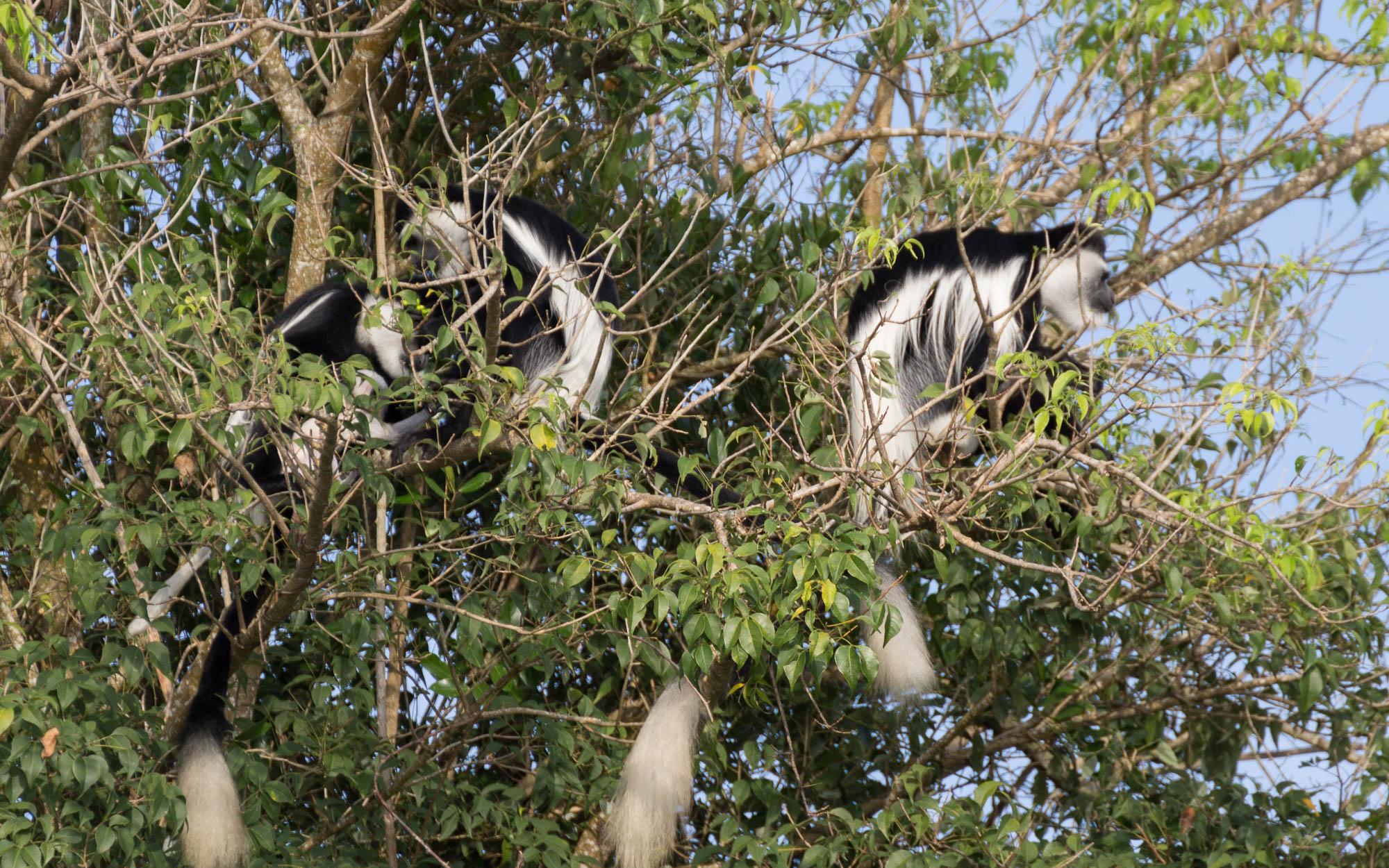 black-and-white-colobus-monkeys