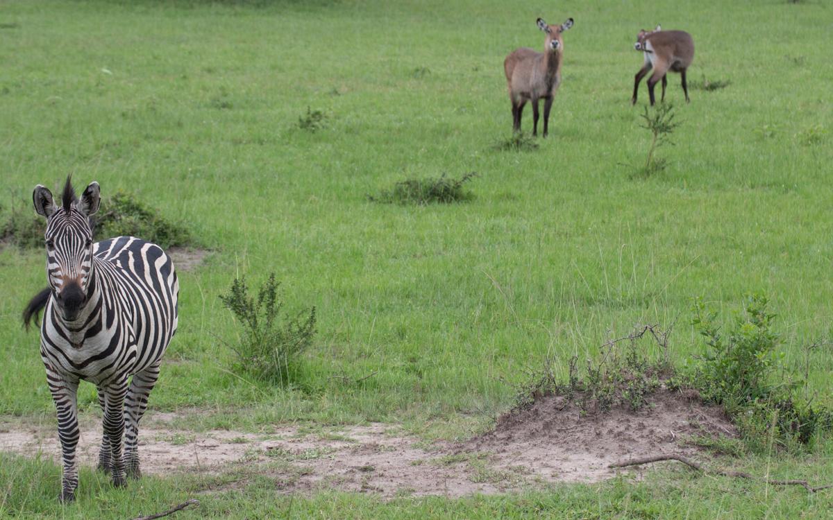 lake-mburo-35