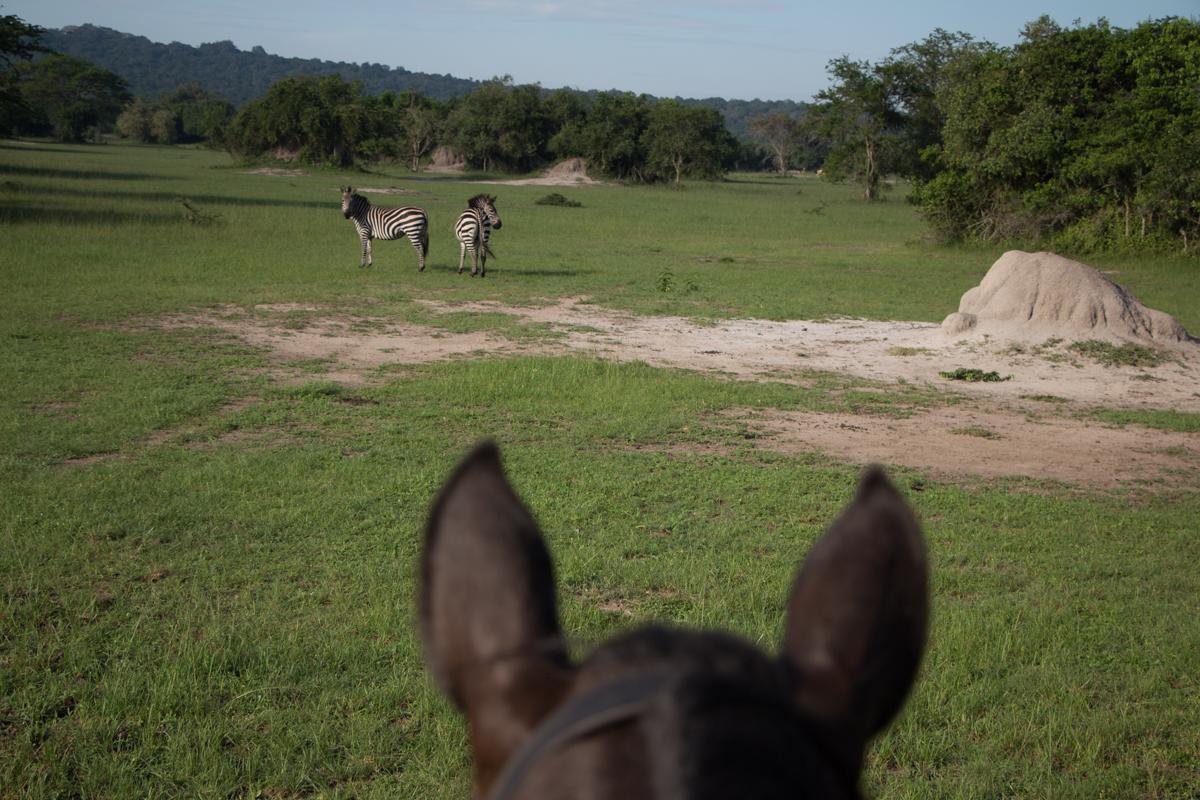 lake-mburo-safari-with-horse-88