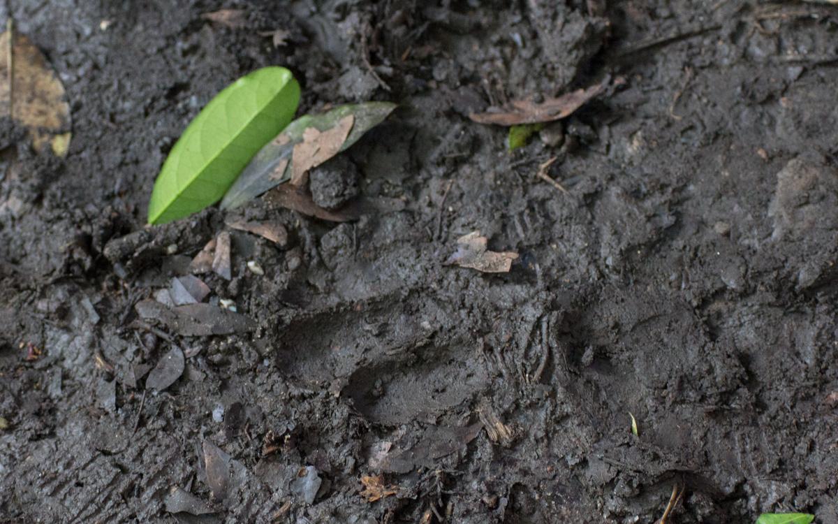 chimpanzee-tracking-kyambura-gorge-tracks