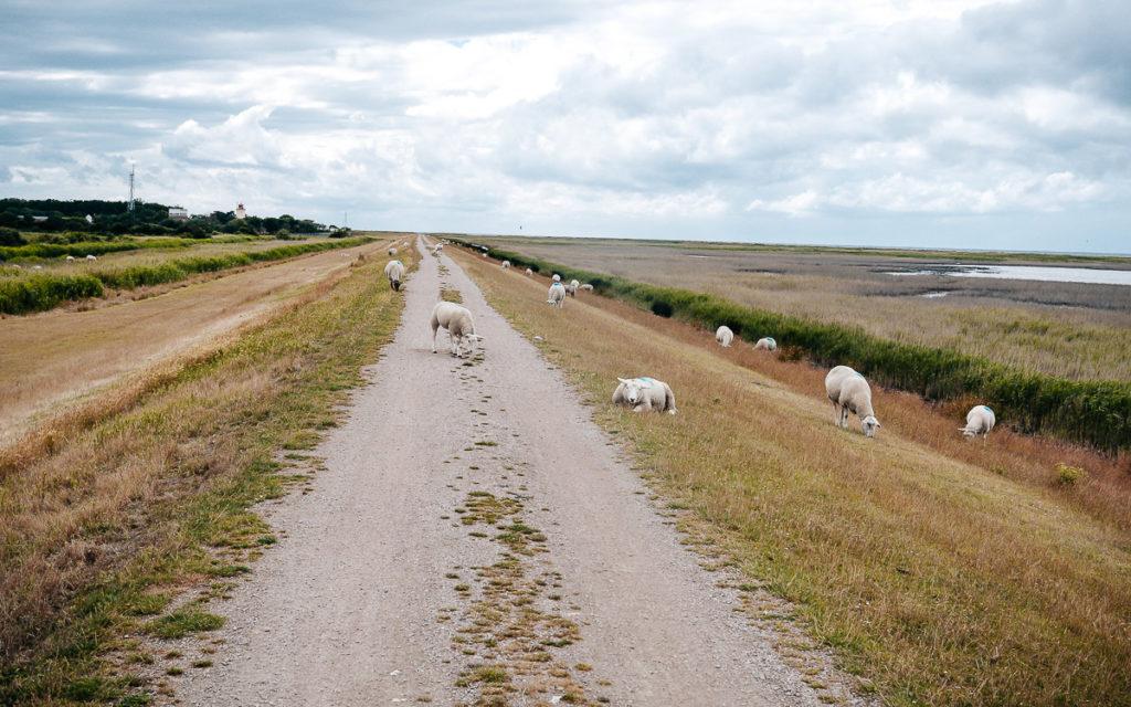 Fehmarn by bike