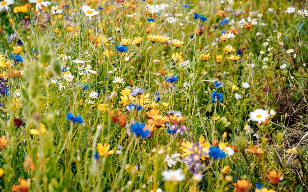 Flower fields Island Fehmarn