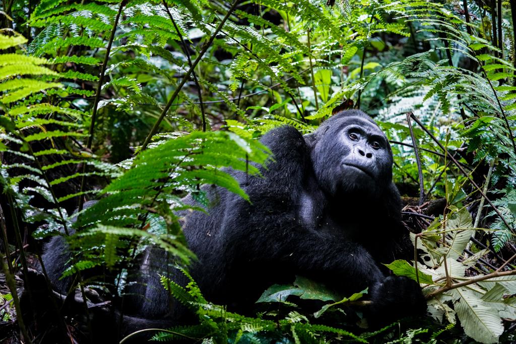 Gorille dans le parc national de Bwindi en Ouganda