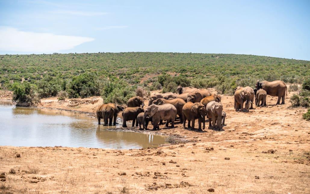 Les éléphants se rassemblent autour d'un des points d'eau dans le parc Addo Elephant. Magnifique !