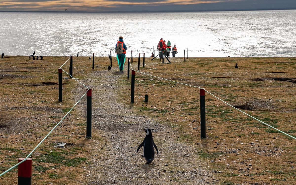 Penguin Isla Magdalena Patagonia