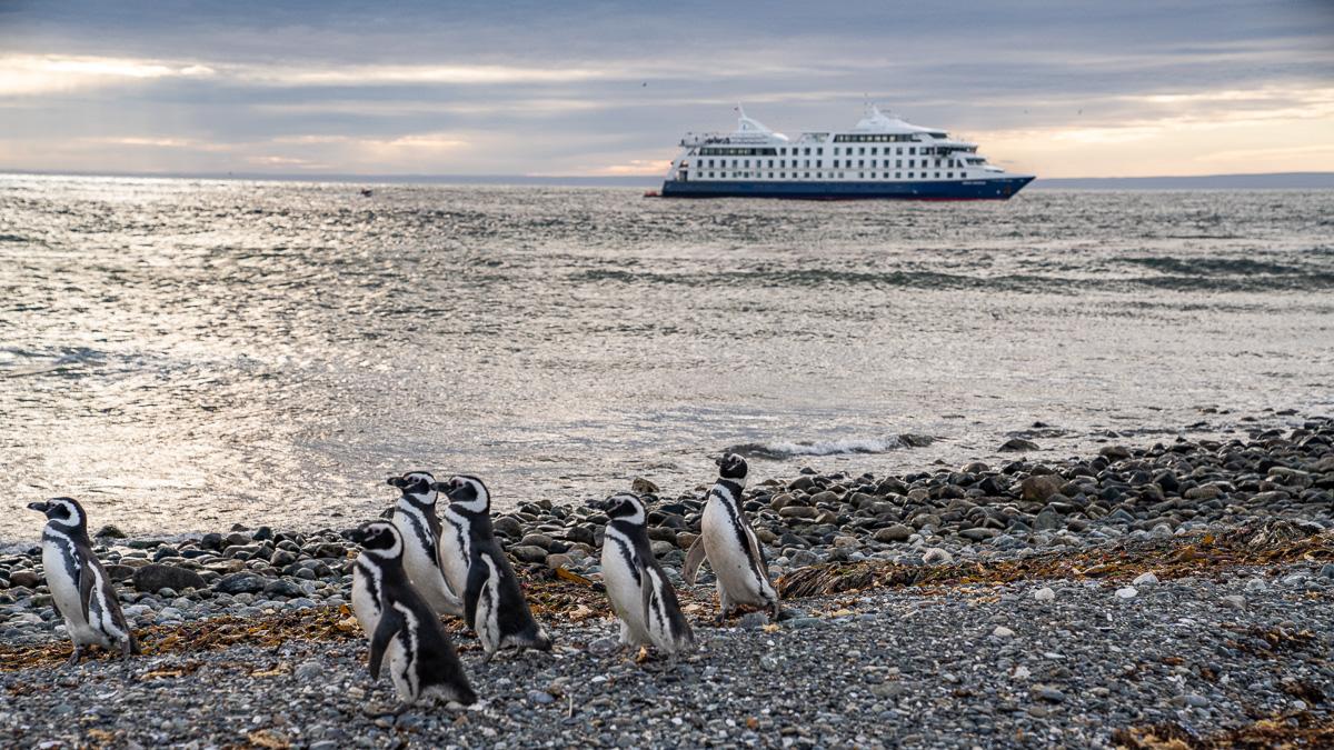 Penguins Isla Magdalena Chile