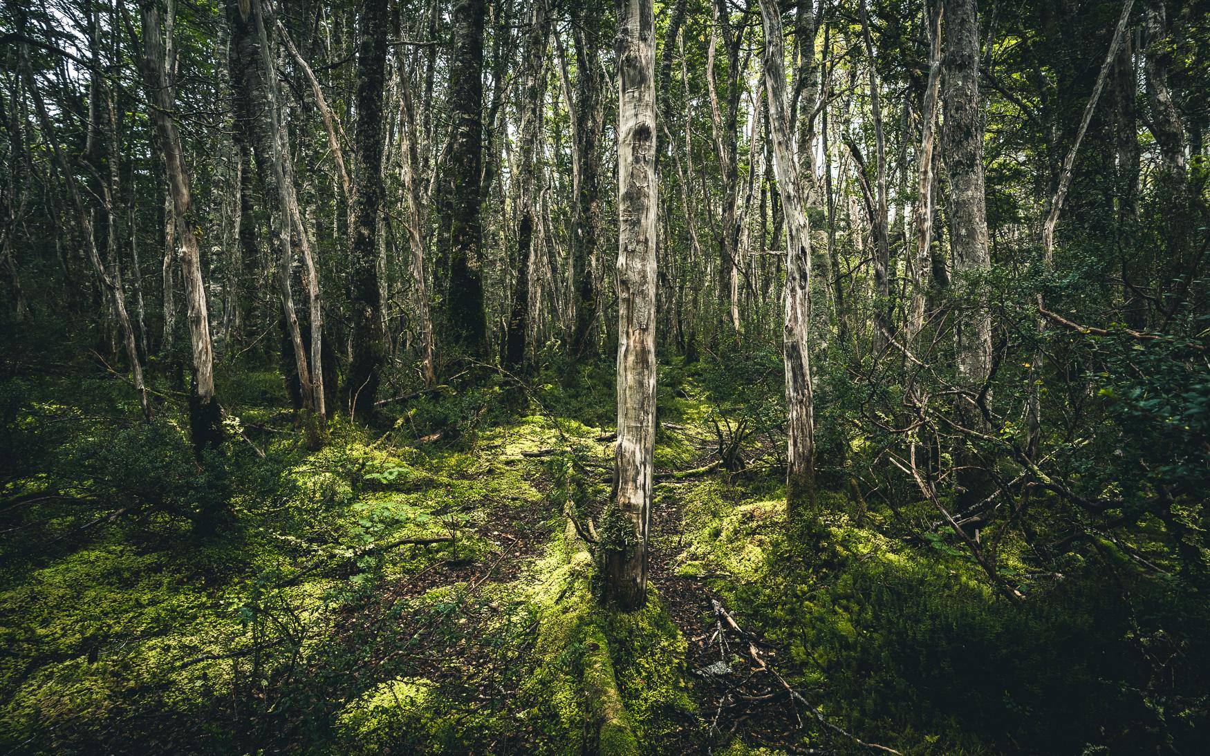 Rainforest Águila Glacier Patagonia
