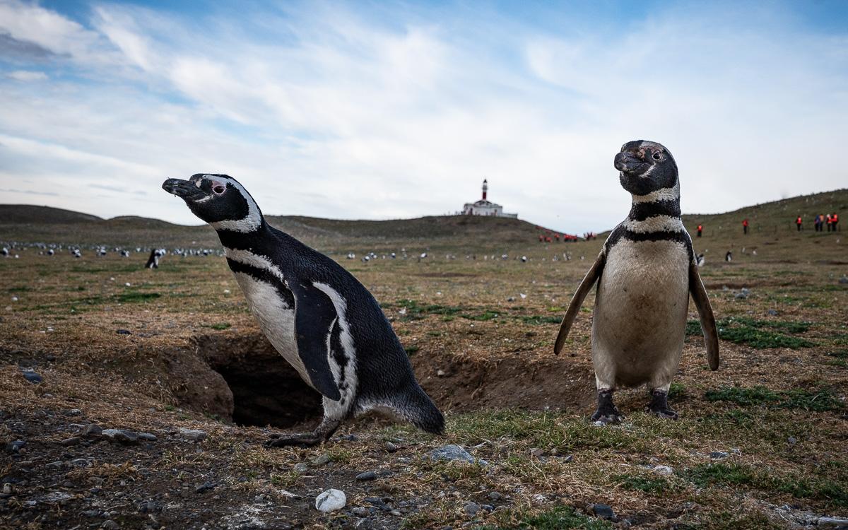 isla-magdalena-penguins-patagonia