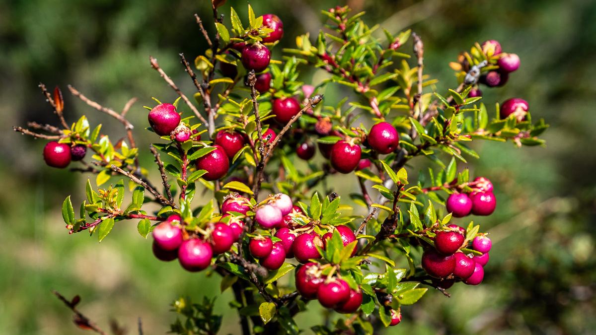 Calafate Berry in Chile.